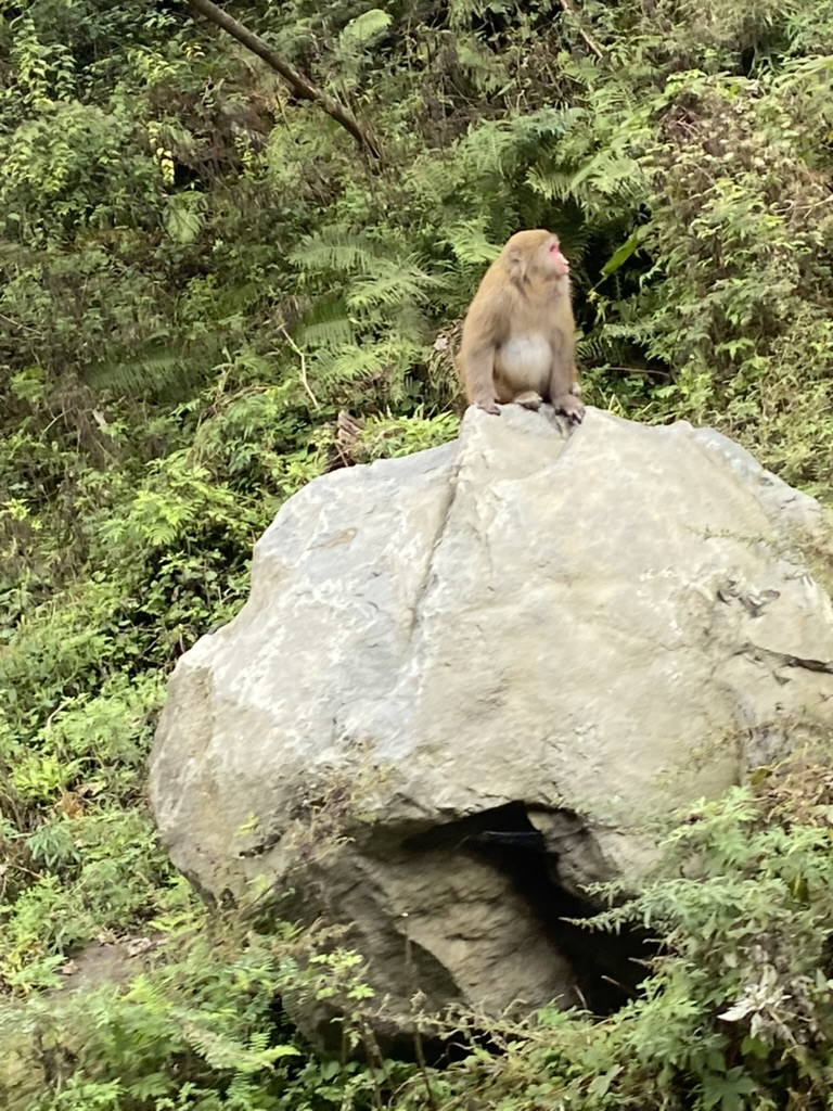 川西-卧龙镇彩林-1