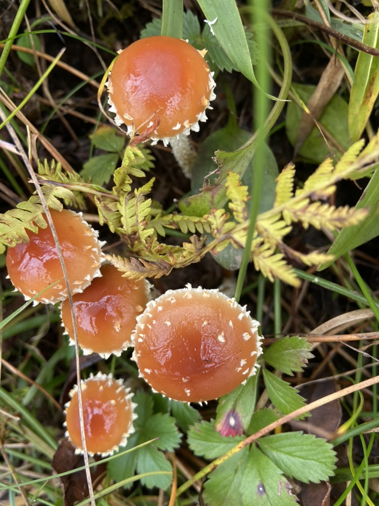 川西-卧龙镇彩林-2