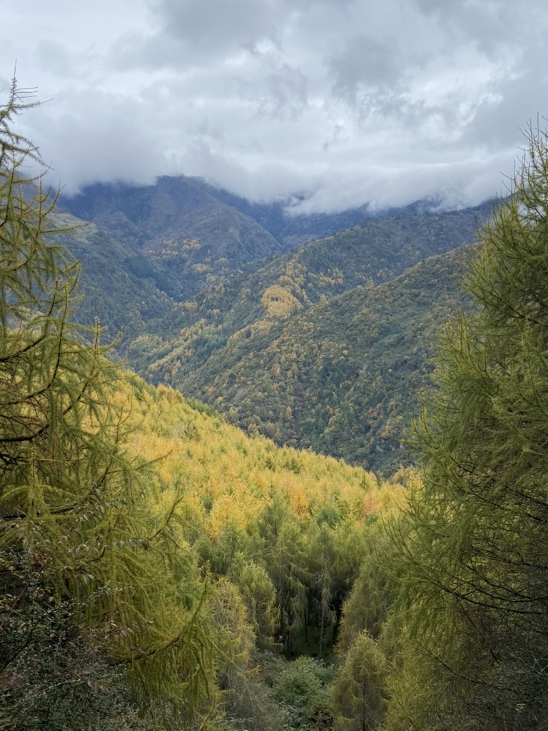 川西-卧龙镇彩林-3